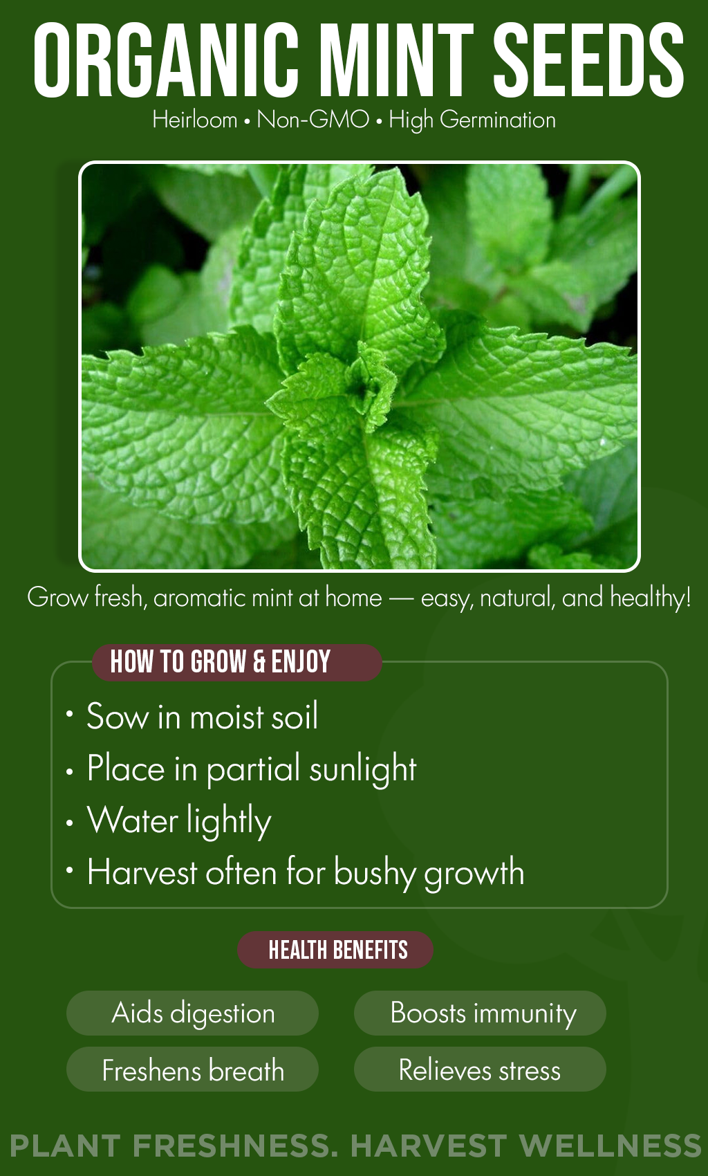 “Fresh Flavor All Summer: Grow Organic Mint from Seed in Your Backyard Garden”