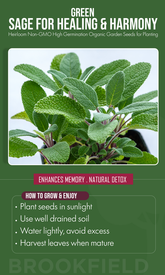 Grow Calm, Flavor & Wellness: Green Sage Seeds for Your Summer Garden