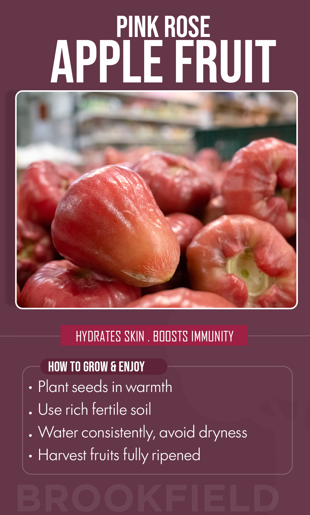 Grow Beauty You Can Taste: Pink Rose Apple Fruit Seeds for a Dreamy Summer Garden