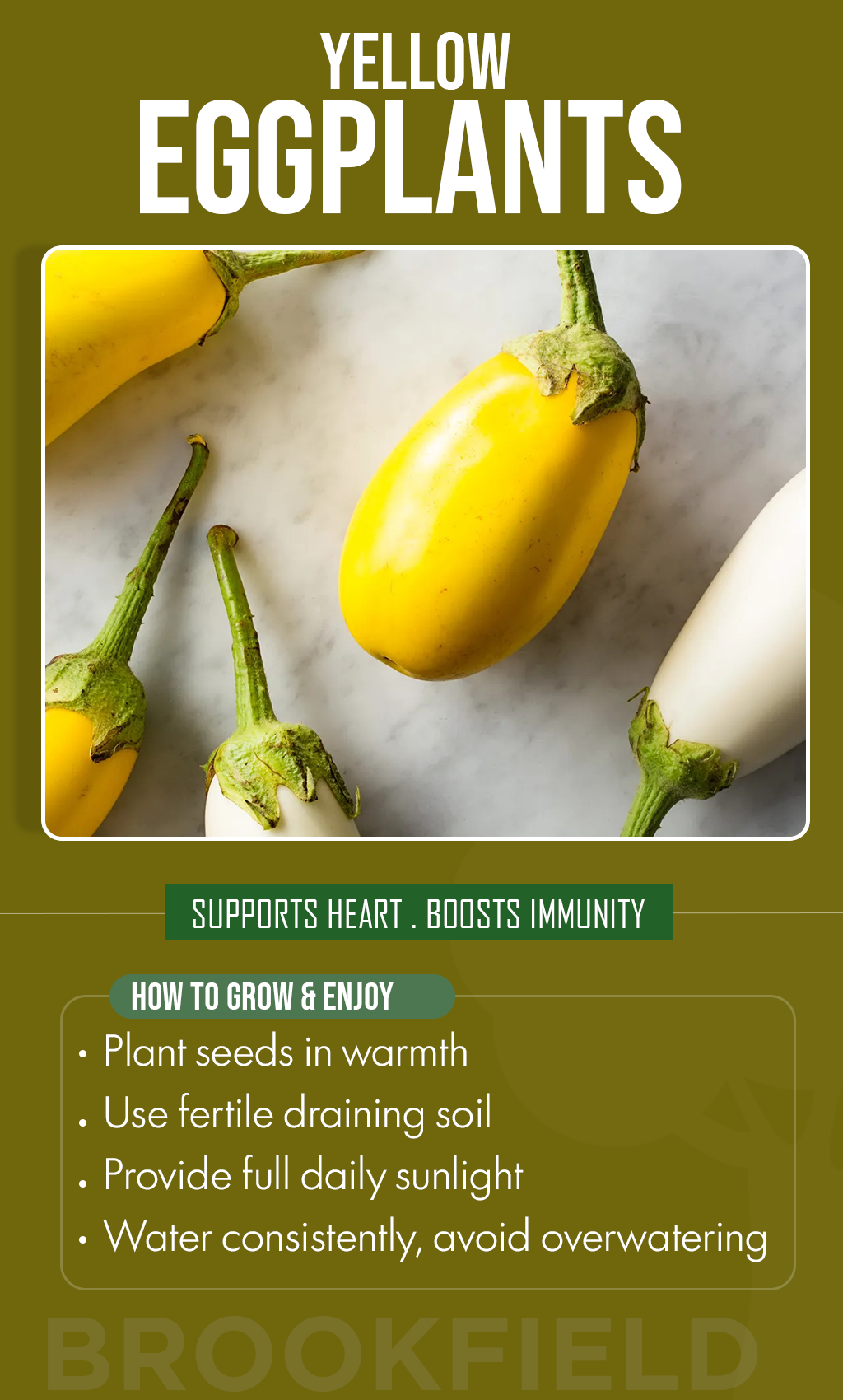 Golden Harvest Dreams: Grow Vibrant Yellow Eggplant in Your Summer Garden