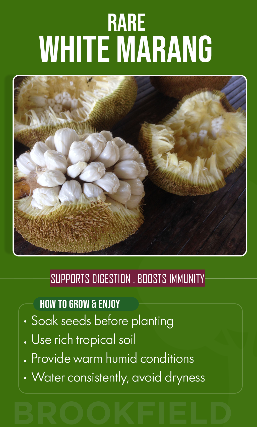 Grow a Rare Tropical Delight: White Marang Seeds for a Sweet Summer Garden