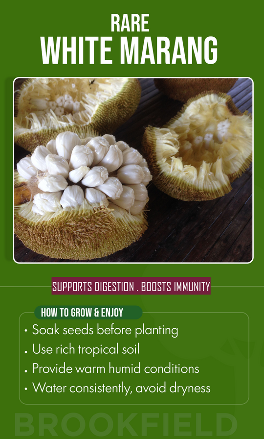Grow a Rare Tropical Delight: White Marang Seeds for a Sweet Summer Garden