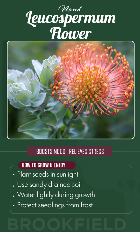 Paint Your Summer Garden with Color: Grow Stunning Mixed Leucospermum Flowers from Seed