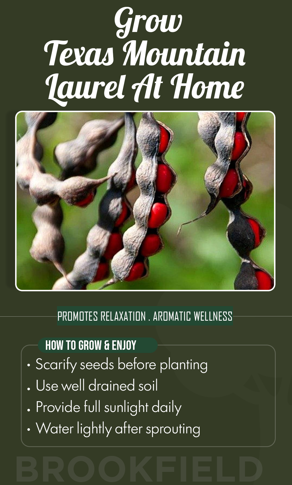 Bring the Spirit of the Southwest Home: Grow Texas Mountain Laurel from Seed This Summer