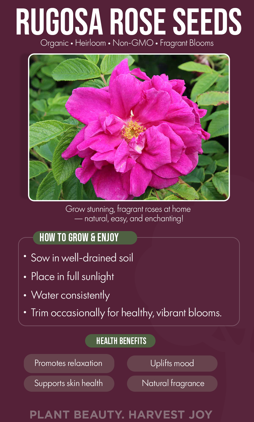 Winter Garden Magic: Grow Rugosa Roses for Fragrance, Beauty, and Natural Wellness