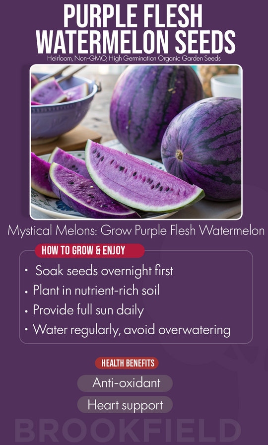 A Splash of Color in Winter: Grow Rare Purple Flesh Watermelons at Home