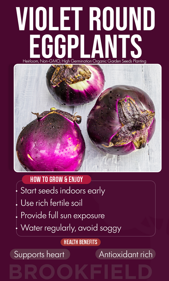 Grow Warmth in Your Winter Garden: Violet Round Eggplant Seeds for a Rich Harvest