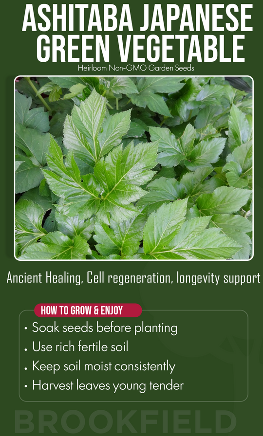 Grow a Garden That Gives Back: Discover the Power of Ashitaba This Winter