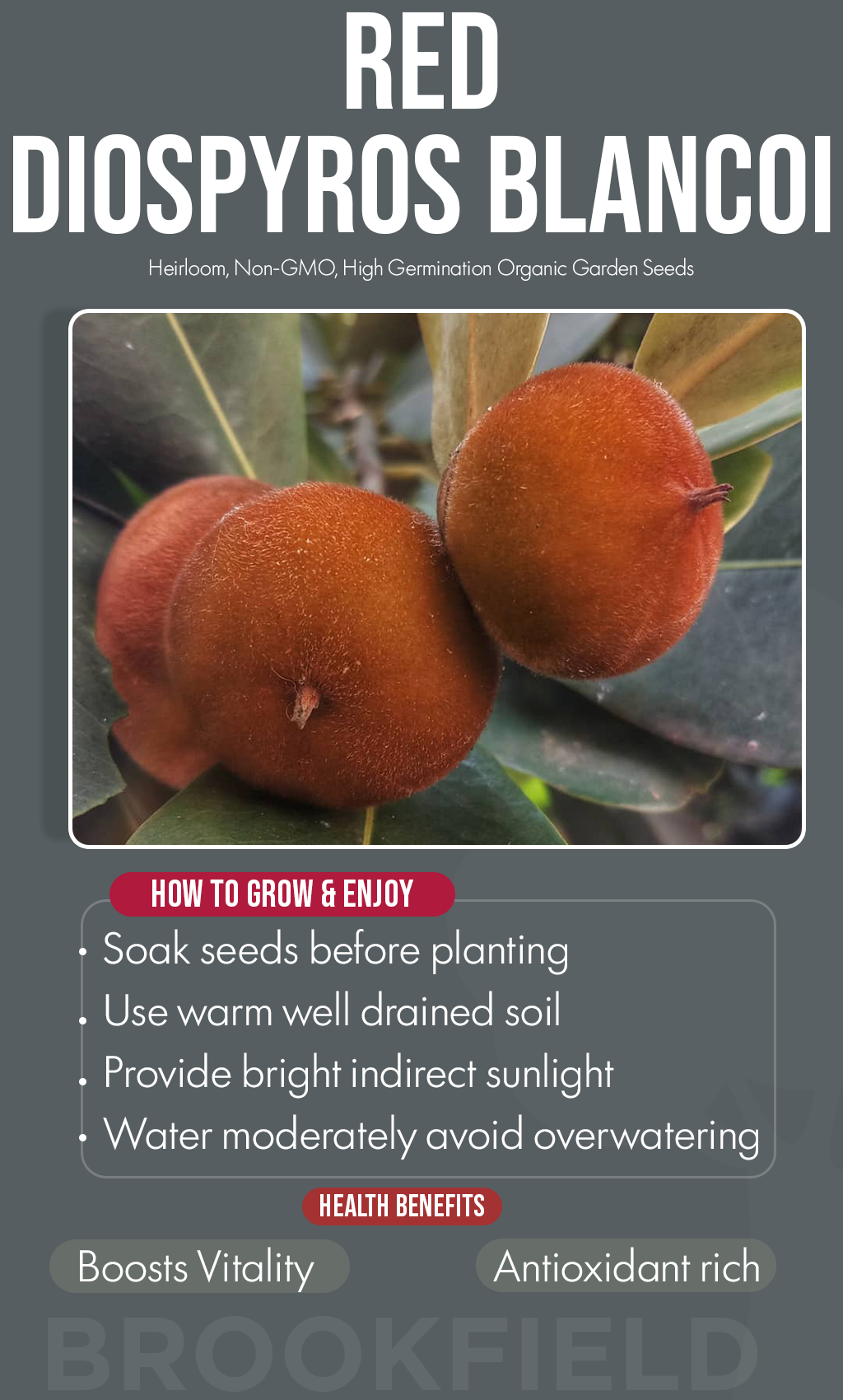 Grow Rare Beauty in Your Winter Garden: Red Diospyros Blancoi Seeds for a Healthier Tomorrow