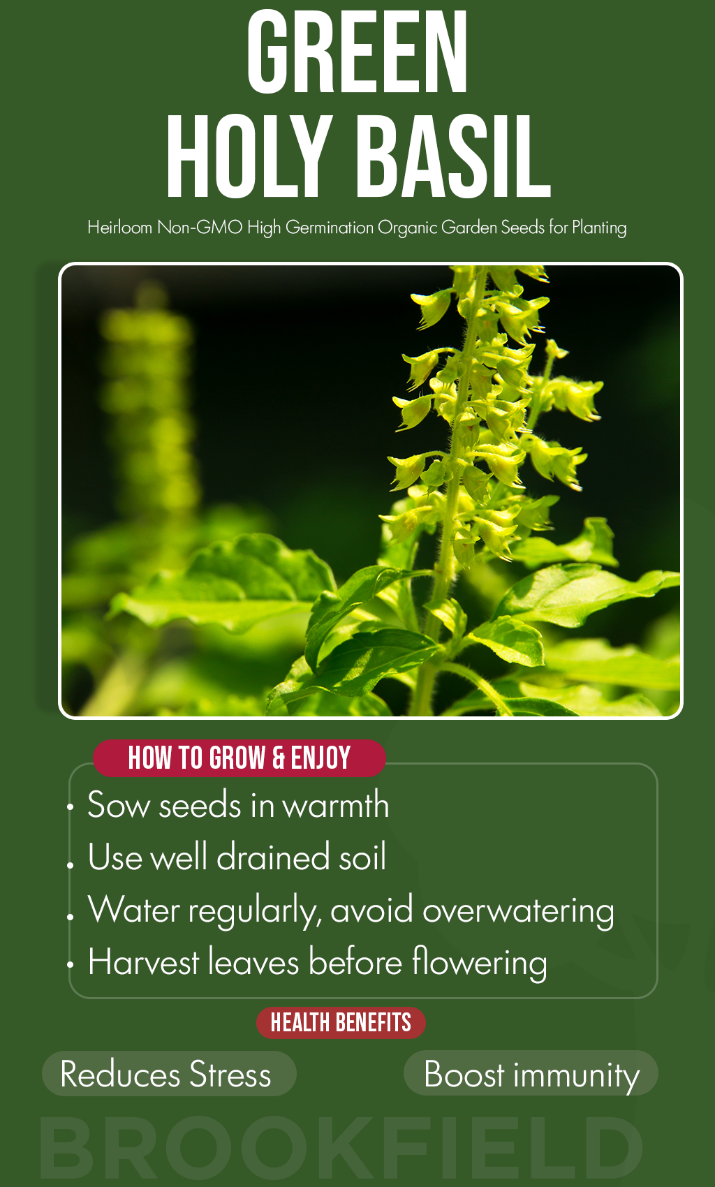 A Sacred Touch of Calm: Grow Green Holy Basil in Your Winter Garden