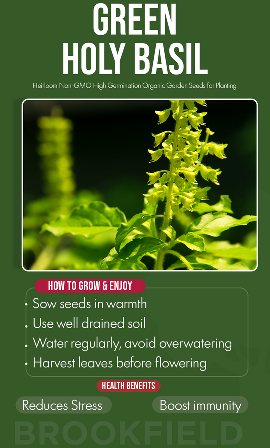 A Sacred Touch of Calm: Grow Green Holy Basil in Your Winter Garden