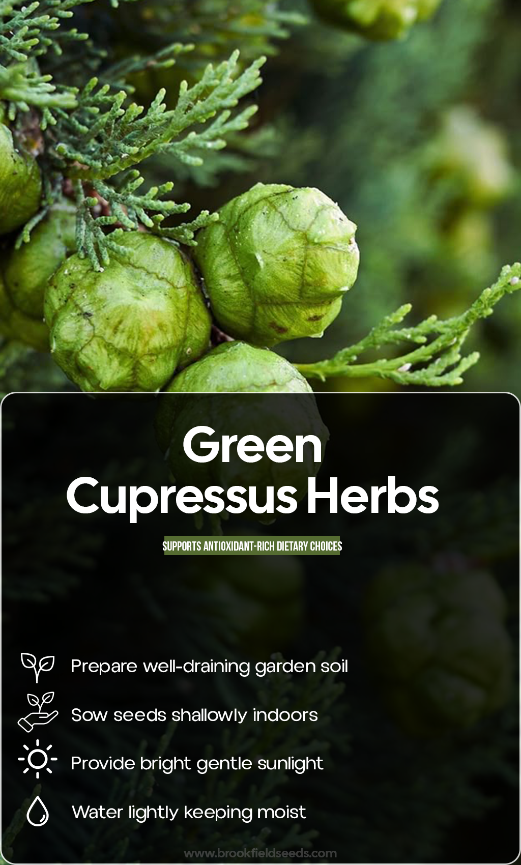 Bring Evergreen Beauty Home: Grow a Green Cupressus Plant for a Garden That Lasts