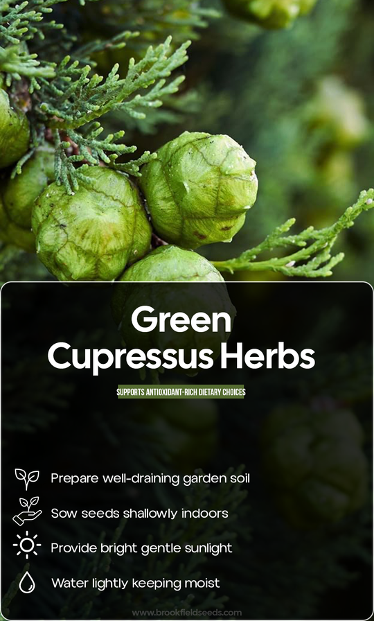 Bring Evergreen Beauty Home: Grow a Green Cupressus Plant for a Garden That Lasts