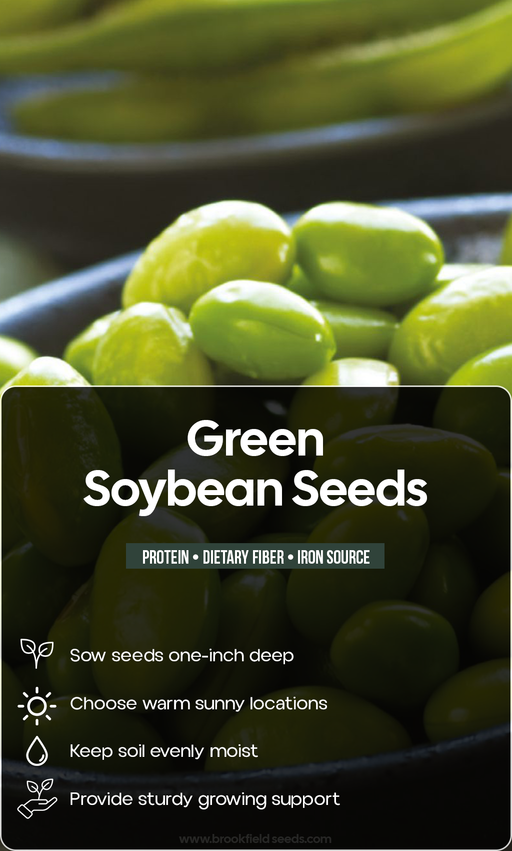 From Tiny Seeds to Summer Harvests: Grow Fresh Green Soybeans at Home
