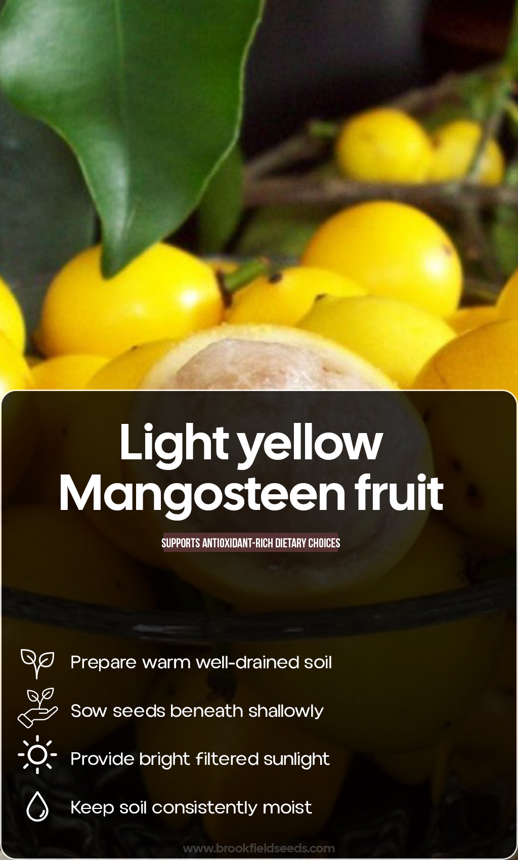 Grow a Taste of the Tropics: Light Yellow Mangosteen for a Beautiful Summer Garden