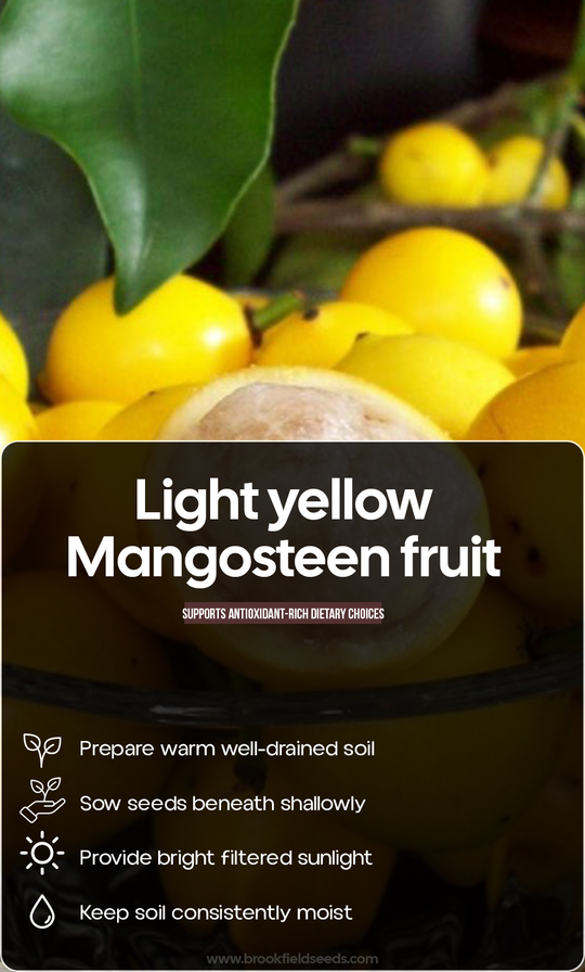 Grow a Taste of the Tropics: Light Yellow Mangosteen for a Beautiful Summer Garden