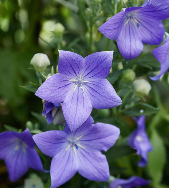 Balloon Flower Seeds