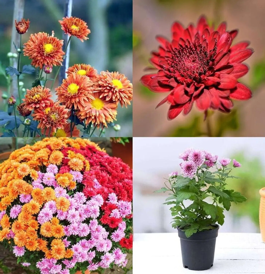Chrysanthemum flower seeds