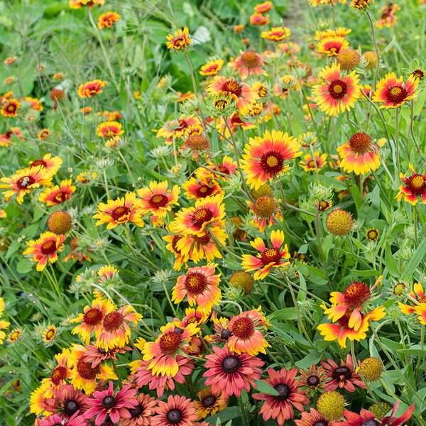 Blanket Flower (Gaillardia) Seeds