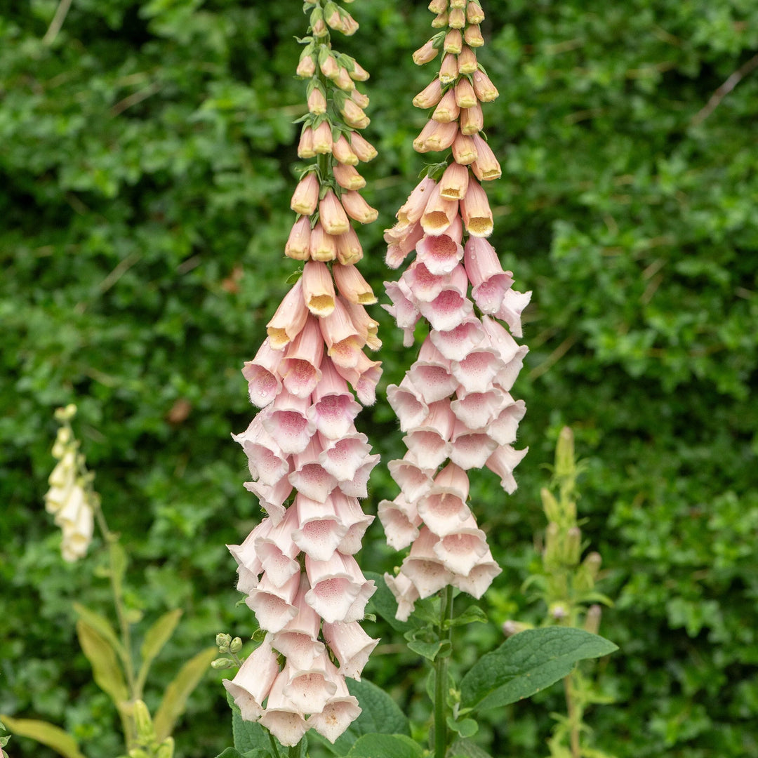 Foxglove flower seeds
