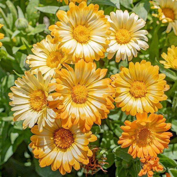 Calendula flower seeds