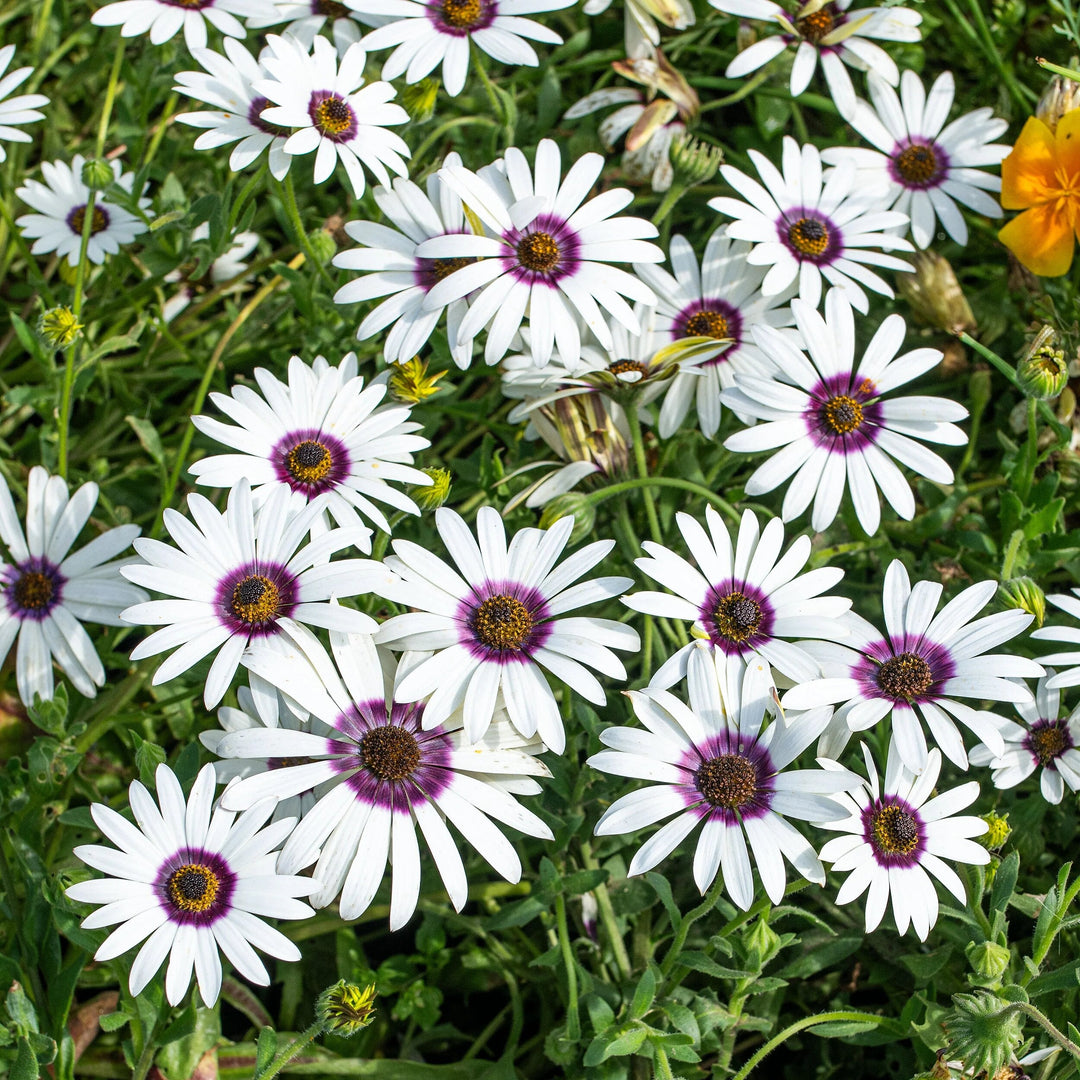 African Daisy flower seeds