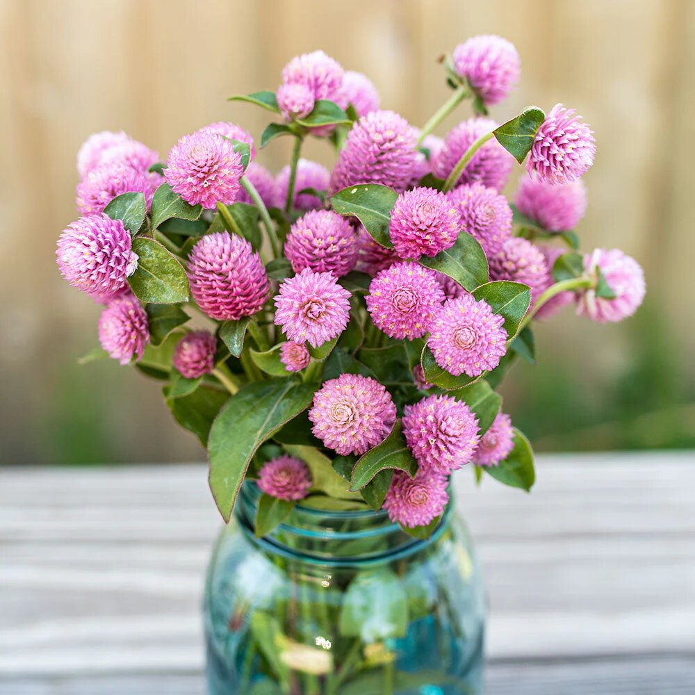 Globe Amaranth Seeds
