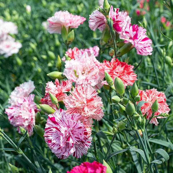 Carnation Flower Seeds