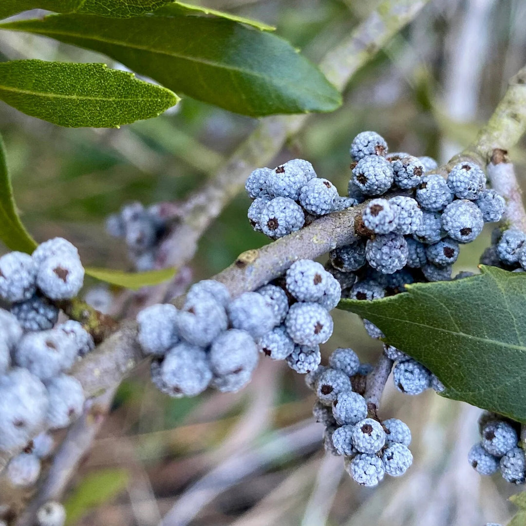 Wax Myrtle Seeds