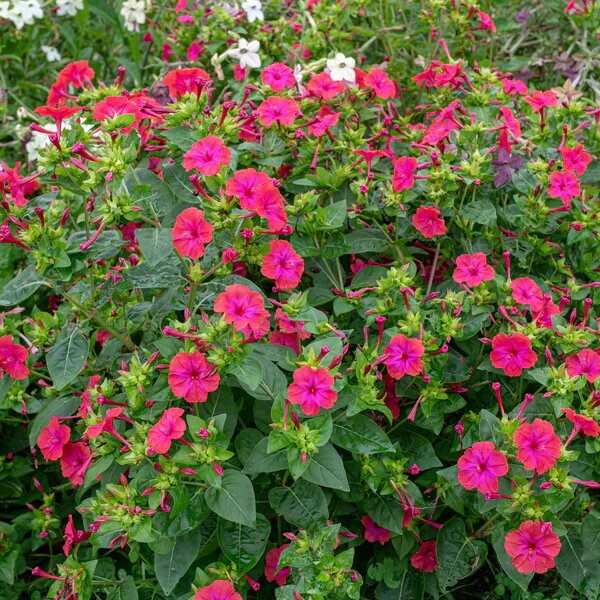 Four O'Clock flower seeds