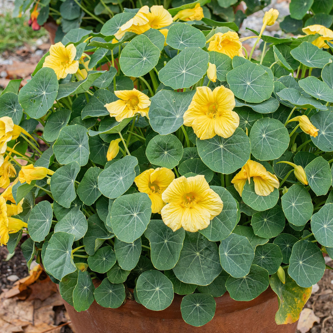 Nasturtium flower seeds