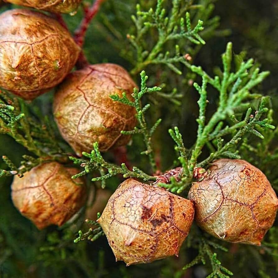 Cupressus Plant Seeds