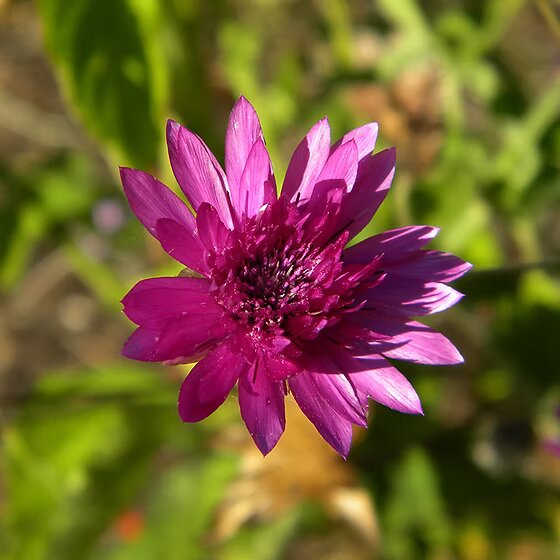 Xeranthemum flower seeds