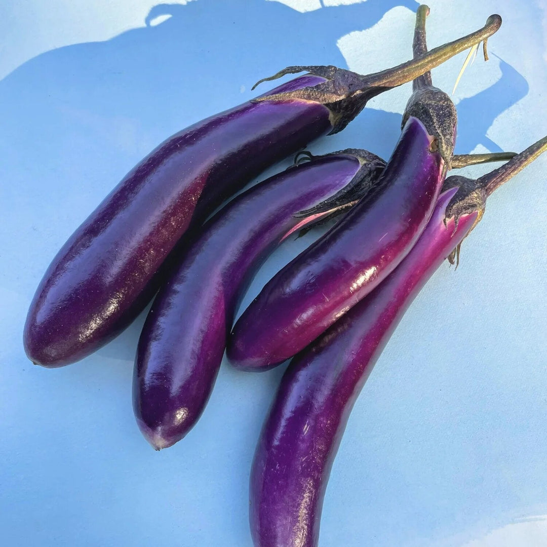 Eggplant Vegetable Seeds