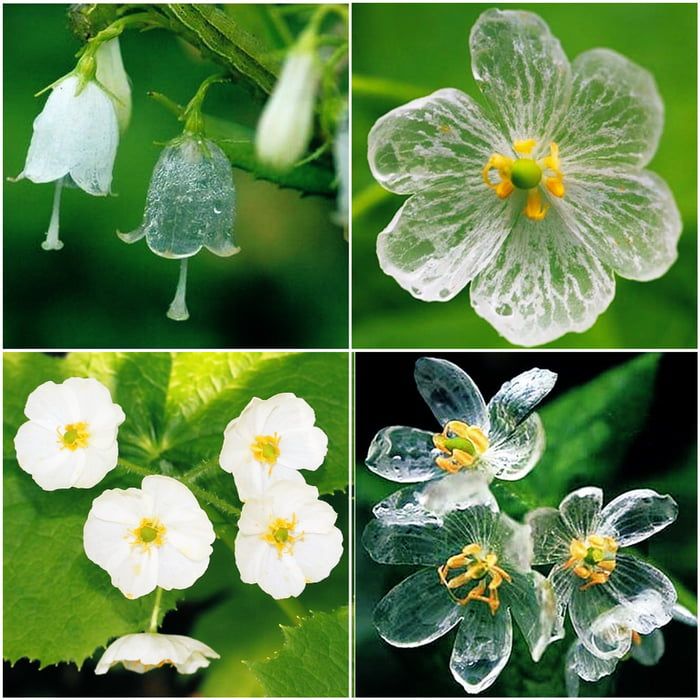 Skeleton Flower seeds