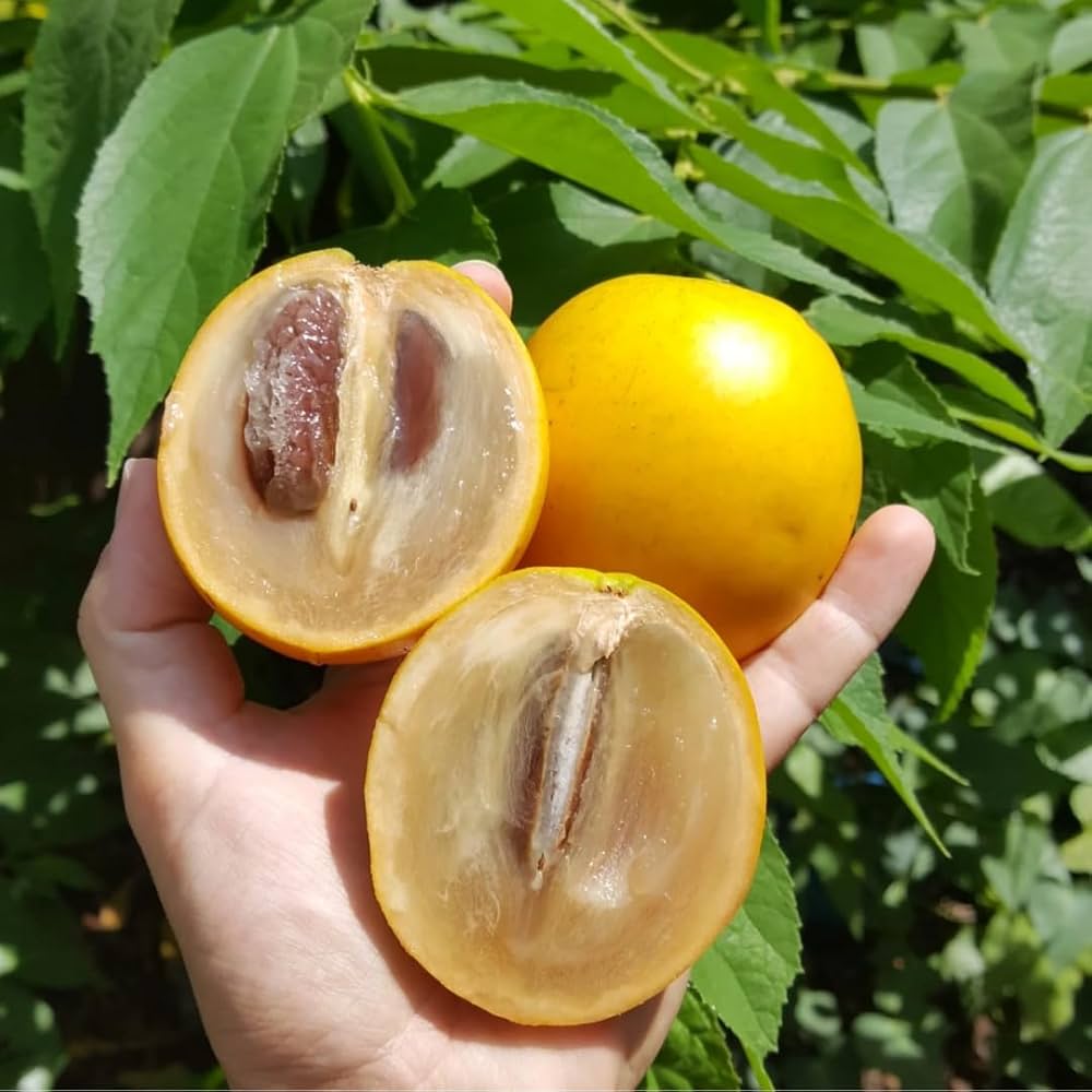 Abiu Fruit Seeds