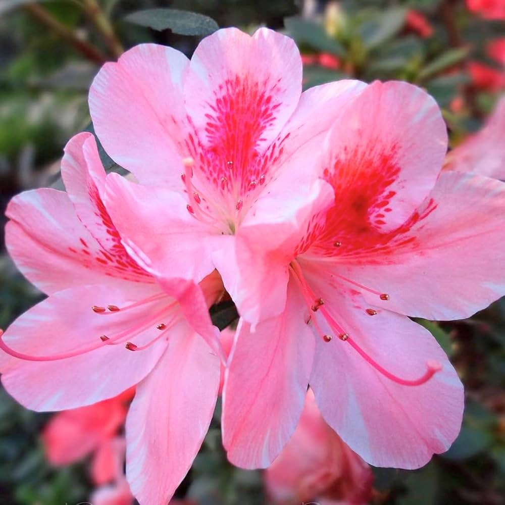 Azalea flower seeds