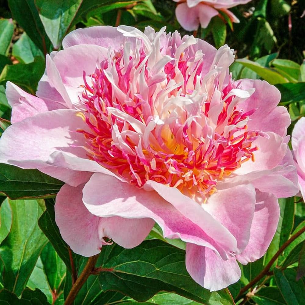 Peony flower seeds