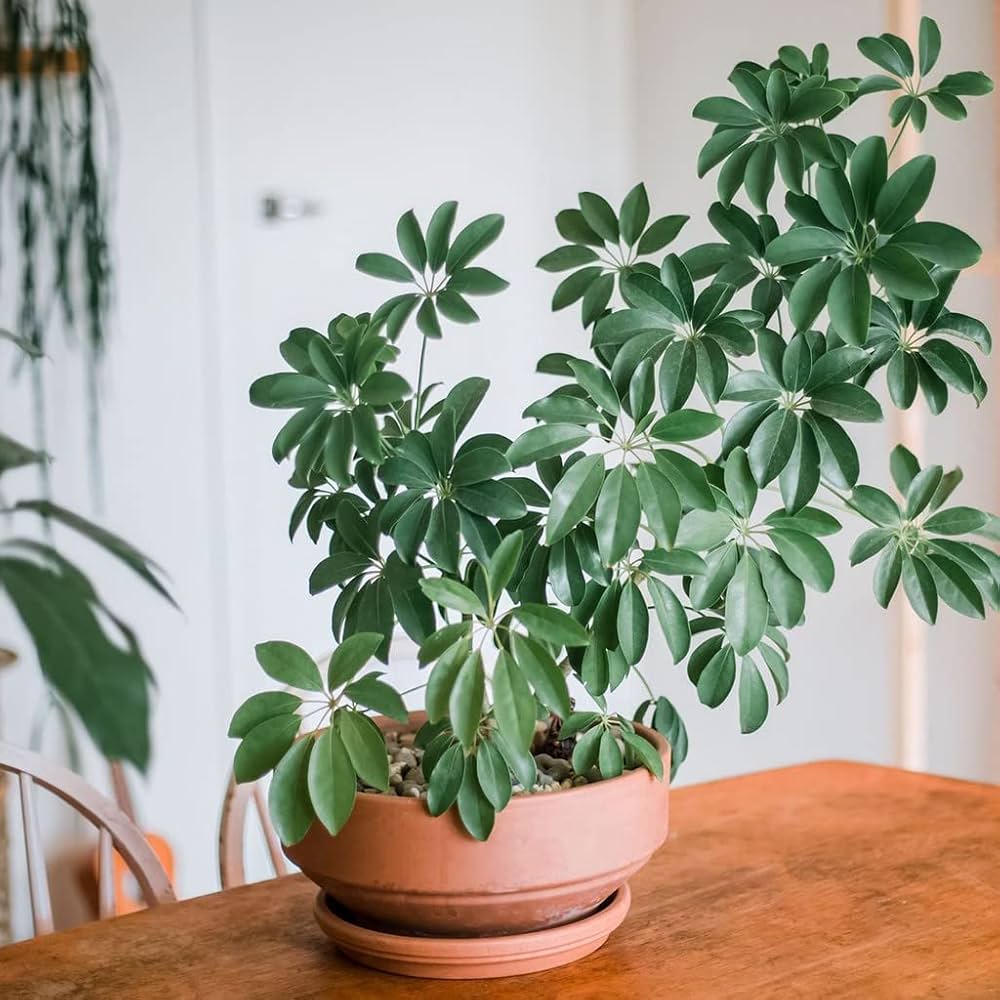 Schefflera Plant Seeds