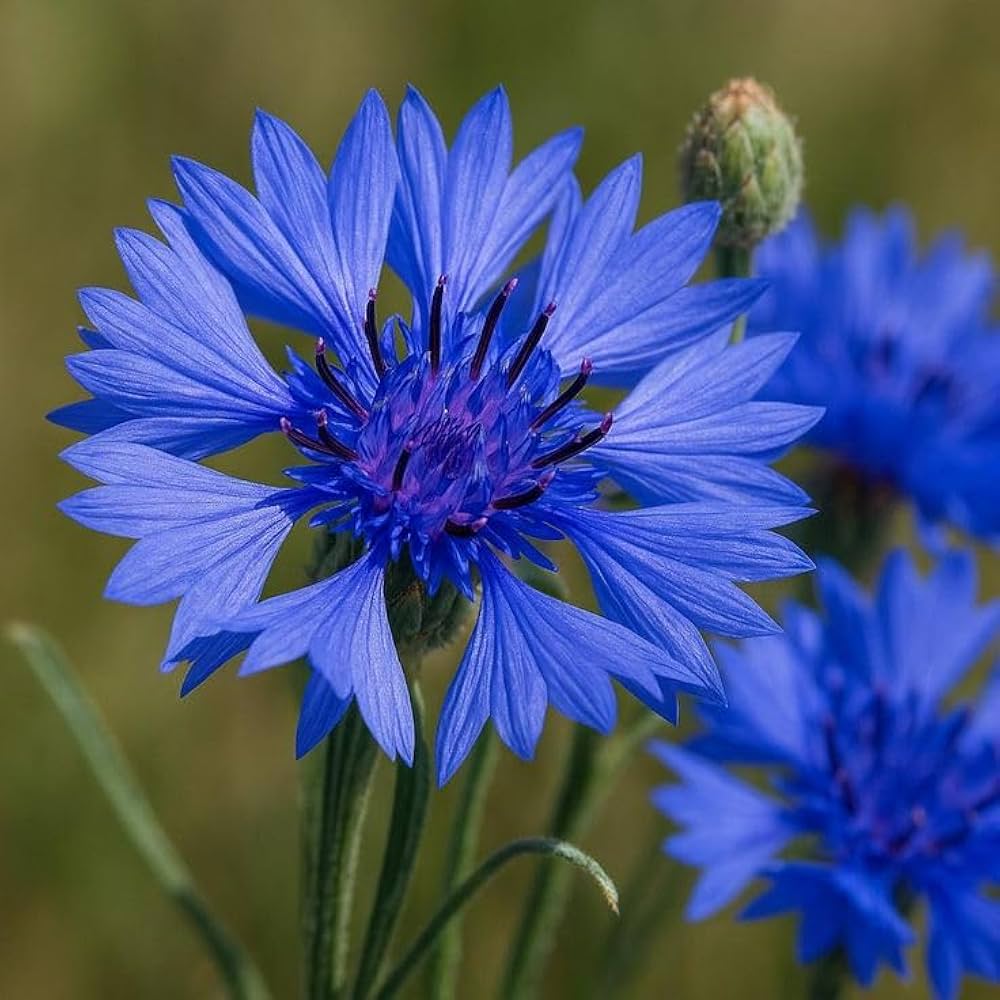 Cornflower seeds