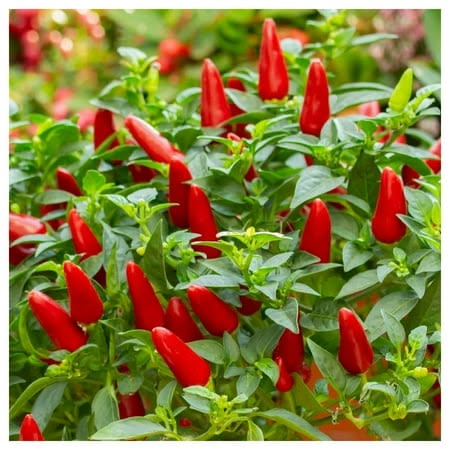 Peppers Seeds