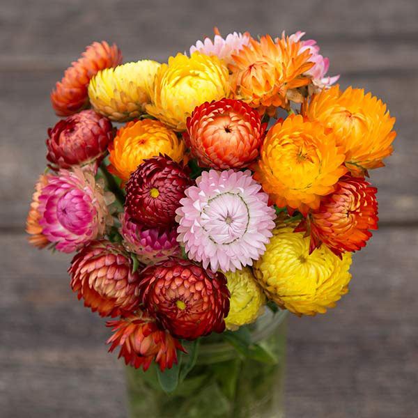 Strawflower seeds