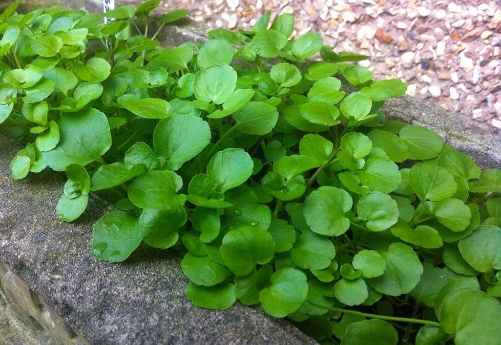 Cress Seeds