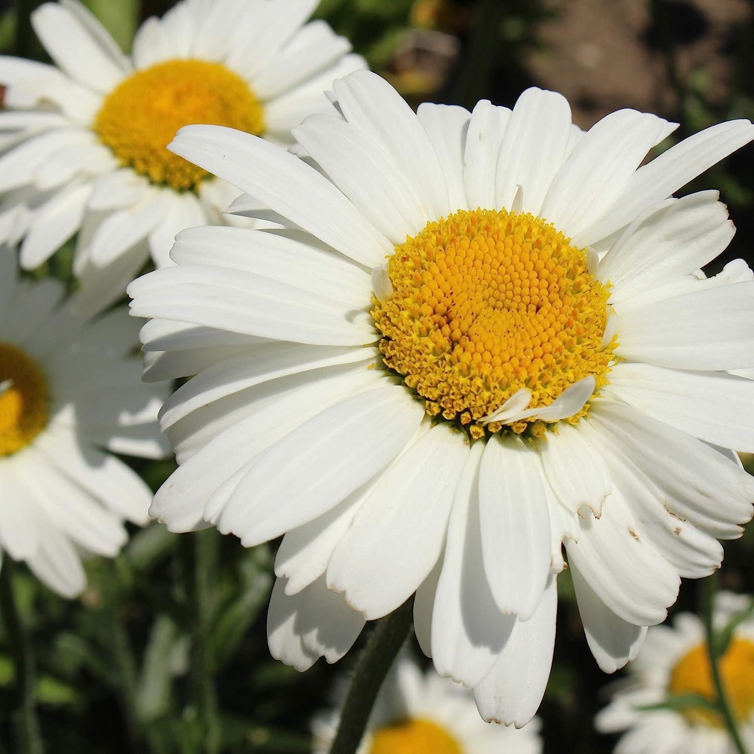 spring season seeds, vegetable seeds, fruit seeds, herb seeds, wildflower seeds, flower seeds