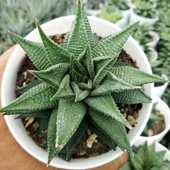 Haworthia seeds