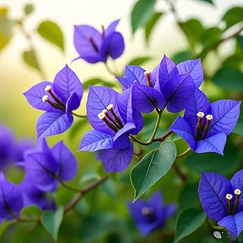 Bougainvillea Flower Seeds