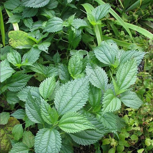 Sieboldiana Plant Seeds