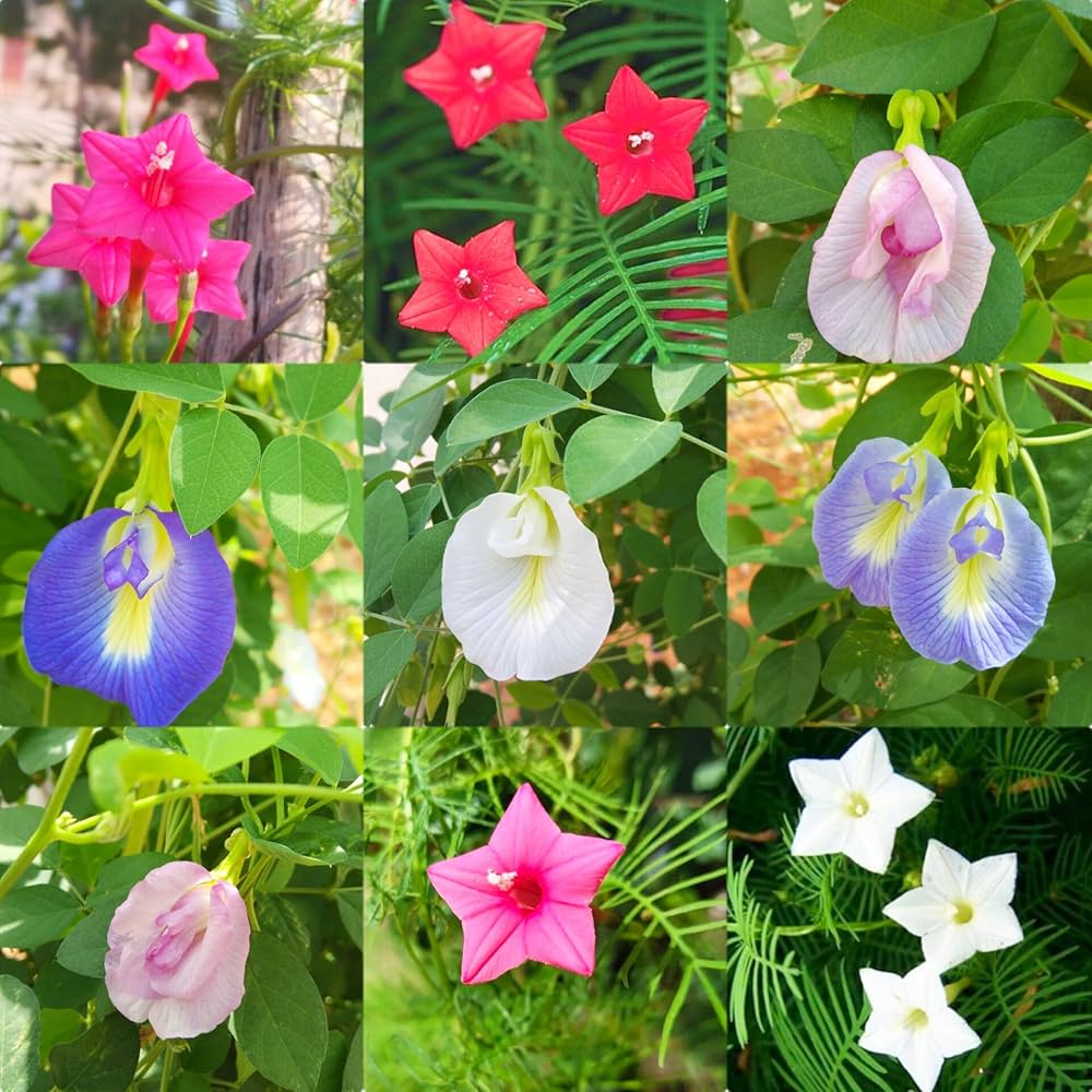 Cypress Vine flower seeds