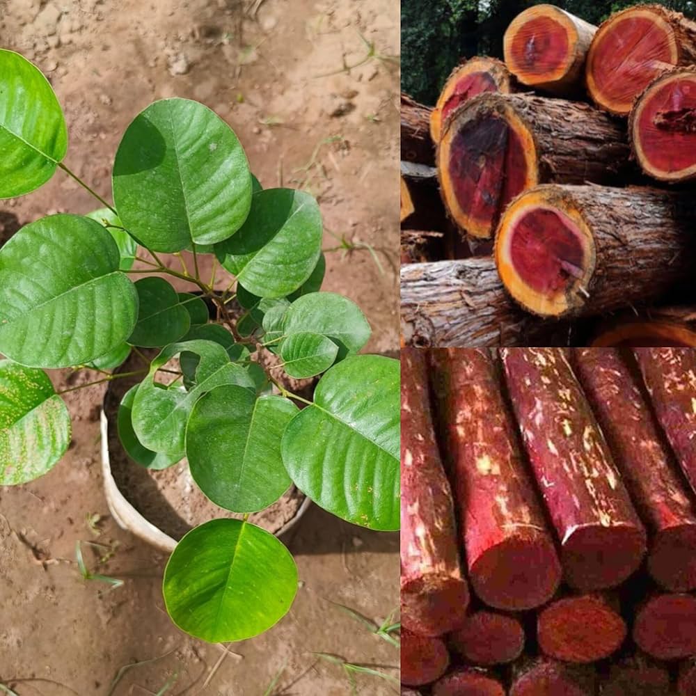 Sandalwood Seeds