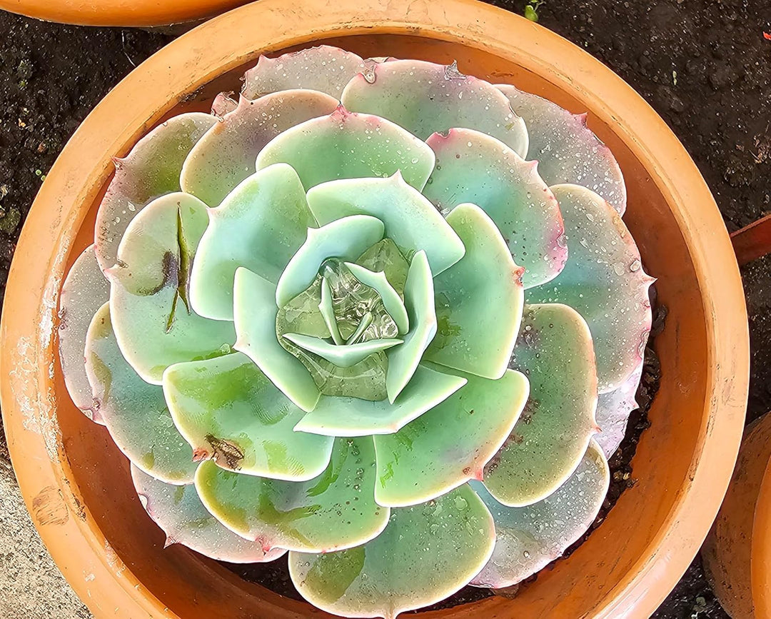 Succulent Plant Seeds